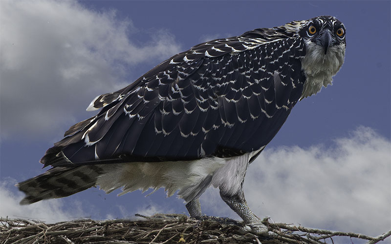 Osprey on nest with wings spread against cloudy sky