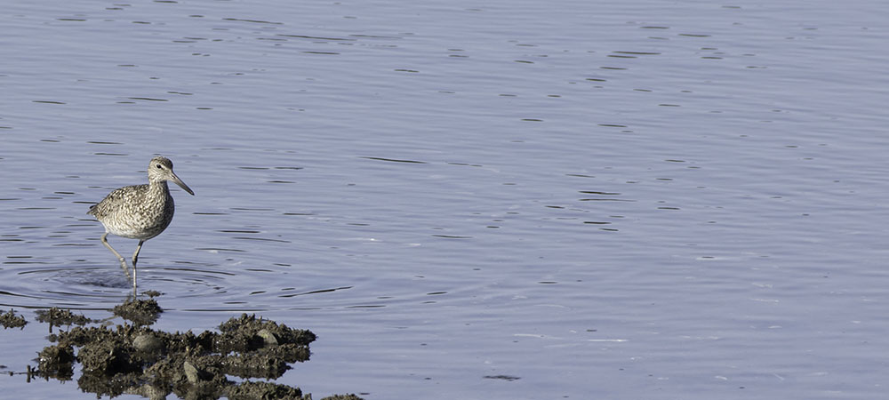 Willet in shallows, Cape Cod